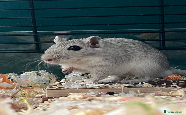 Gerbil rodents - Advert 5