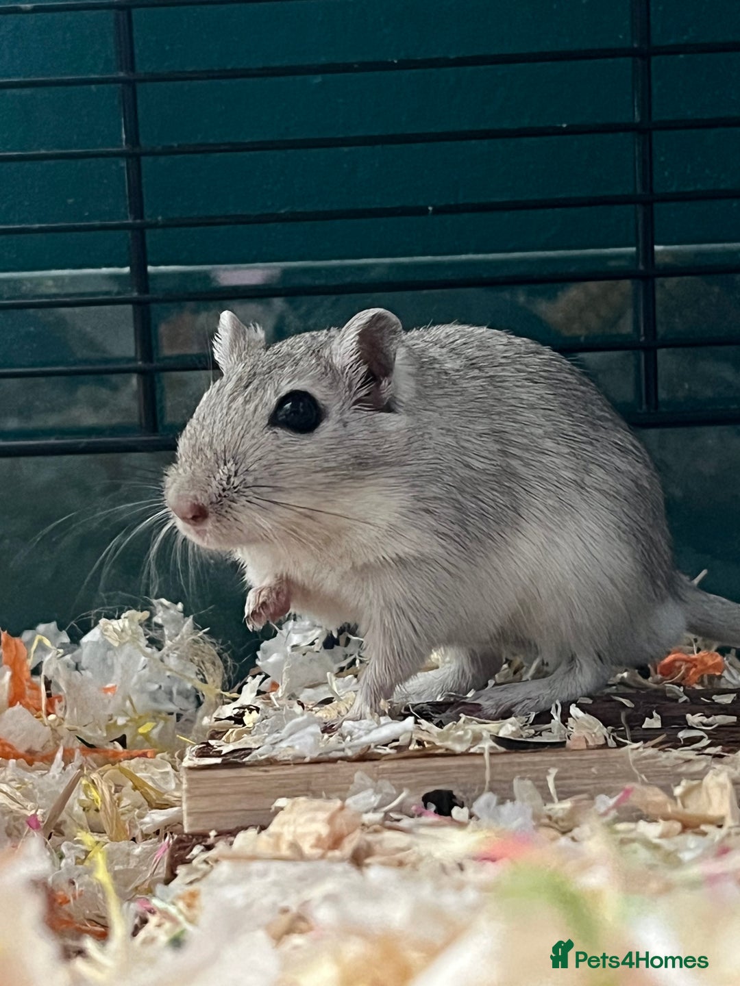 Gerbil rodents for sale: 2 male girbils for sale - Image 1