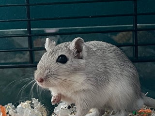 Gerbil rodents - Advert 4