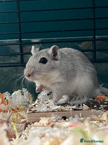 Gerbil rodents - Advert 7