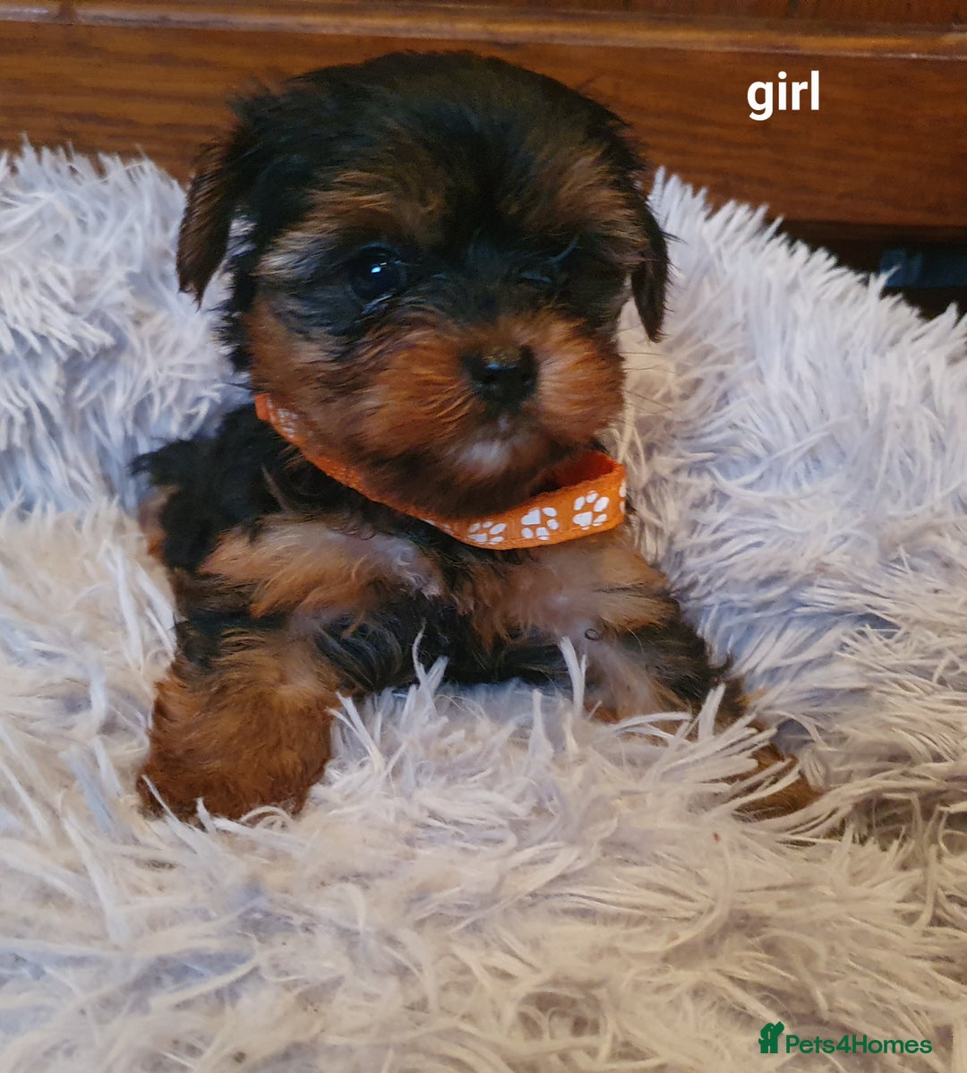 Yorkshire Terrier dogs for sale: Yorkshire terrier puppies 2 girls  - Advert 18