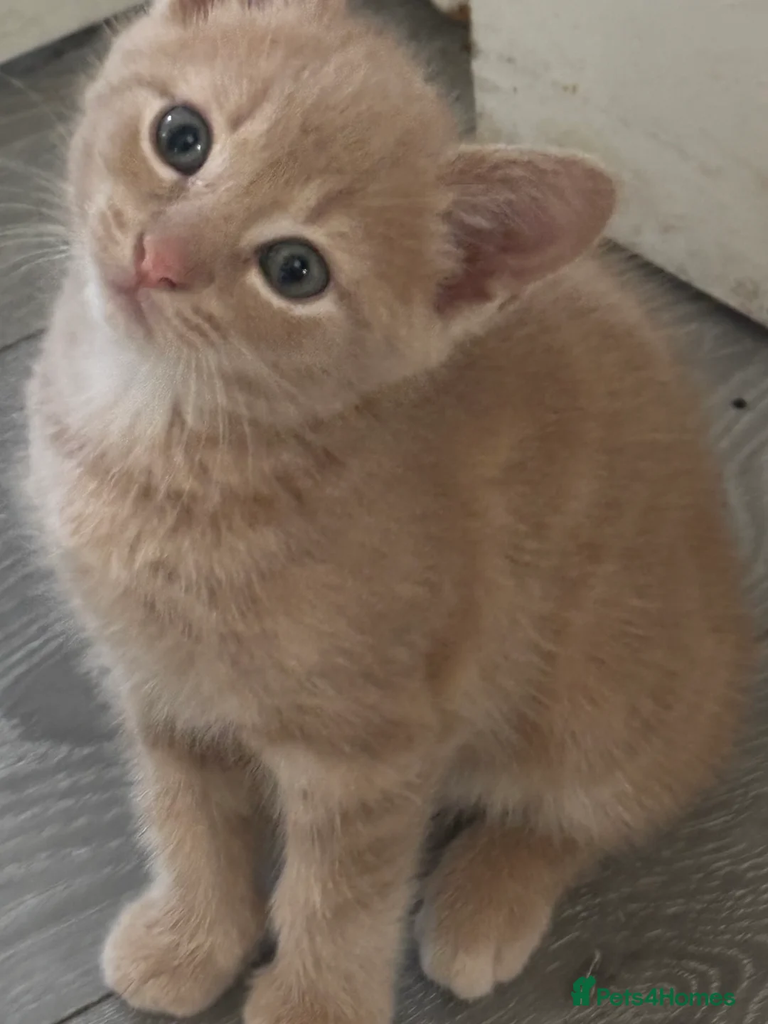 Mixed Breed cats for sale: Beautiful Cream Male Kitten  - Advert 1