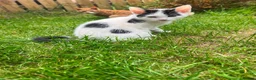 Mixed Breed cats for sale: Persian/siamese - Advert 3