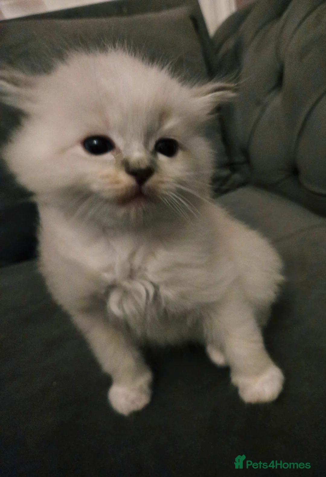 Ragdoll cats for sale: Seven gorgeous purebred ragdoll mitted kittens  - Advert 31