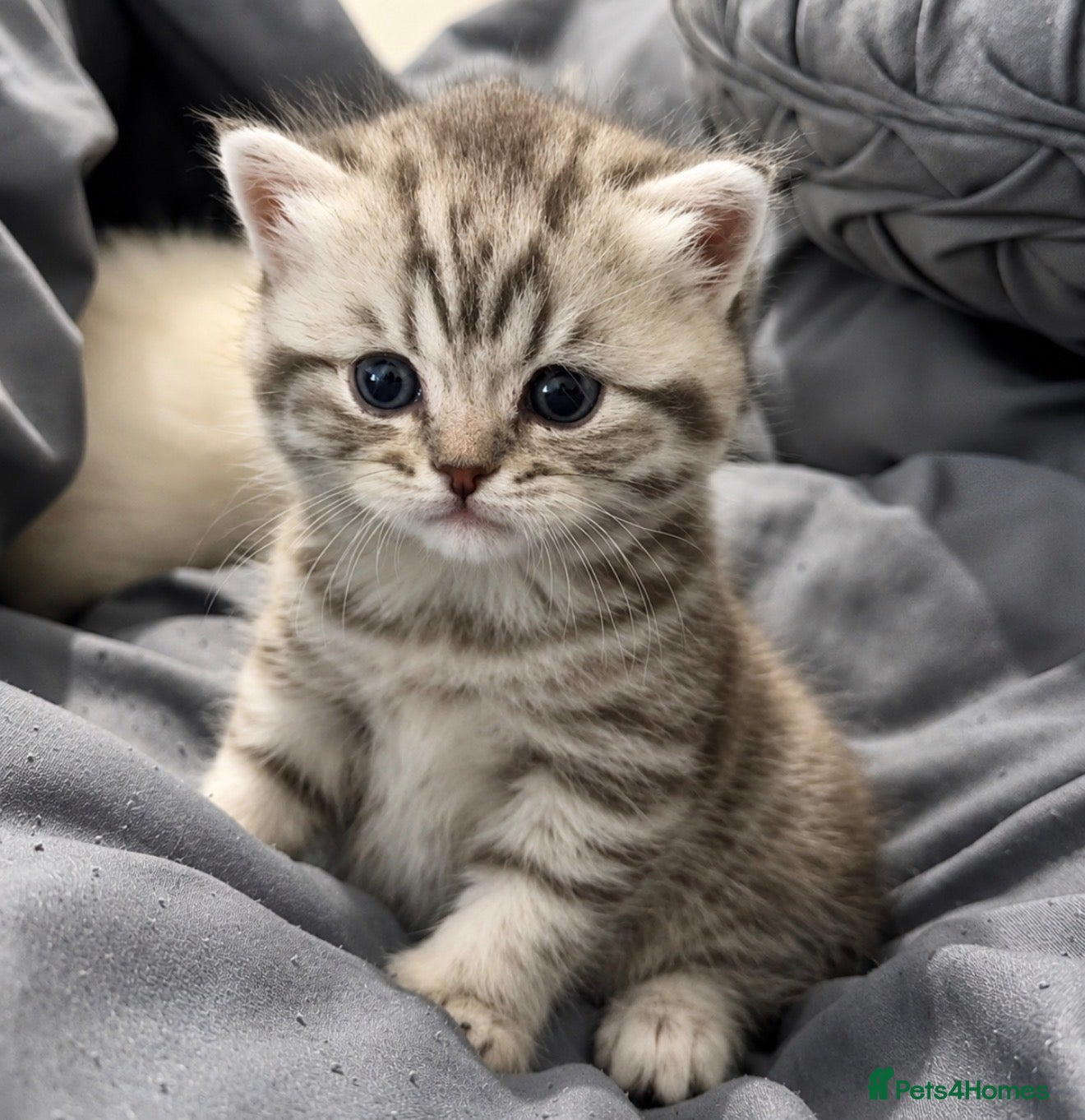 British Shorthair cats BSH KITTENS price negotiable - Advert 1
