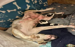 English Bull Terrier dogs for sale: ENGLISH BULL TERRIER LITTER PUPS - Image 1