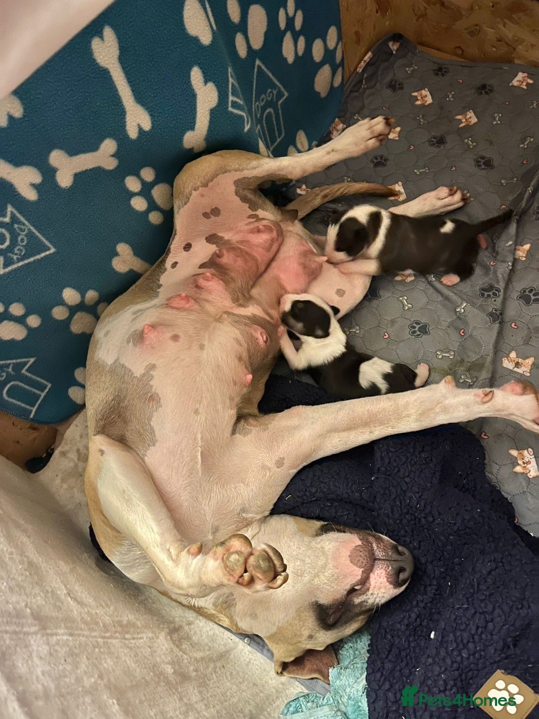 English Bull Terrier dogs for sale: ENGLISH BULL TERRIER LITTER PUPS - Image 1
