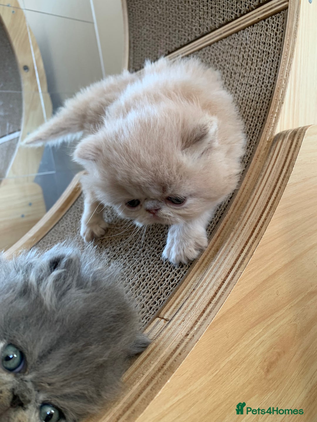 Persian cats for sale: *5 Generations Pedigree Persian Kittens - Image 8