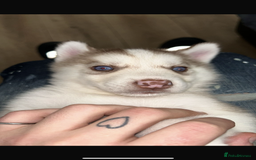 Siberian Husky dogs for sale: Pure siberian husky puppies ❤️1PUPS LEFT❤️ in Coalville - Image 3