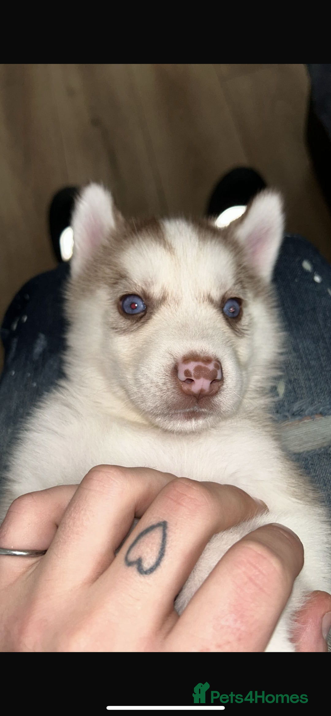 Siberian Husky dogs for sale: Pure siberian husky puppies ❤️1PUPS LEFT❤️ in Coalville - Image 3
