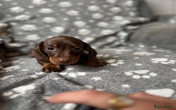 Miniature Dachshund dogs for sale: Miniature Dachshund Puppies  - Image 14