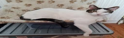 Mixed Breed cats for sale: Chappie 6yrs  - Advert 11