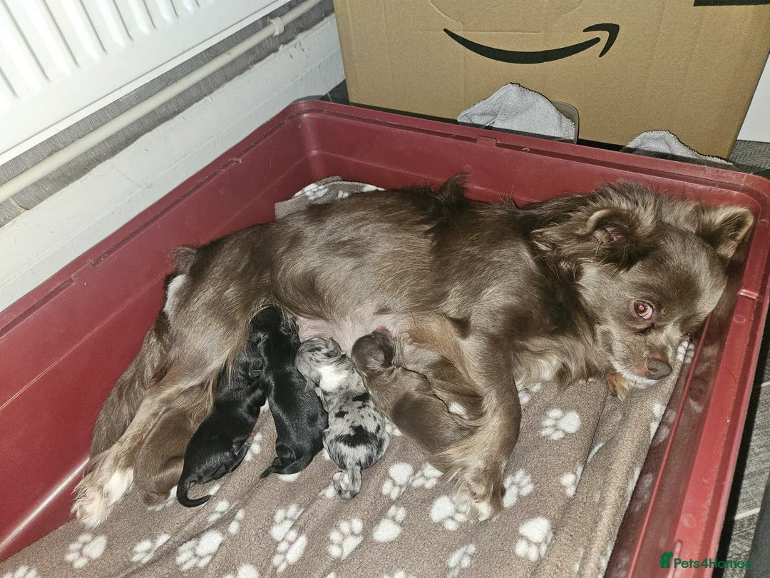 Pomchi dogs for sale: Beautiful Pomchi Puppies Loving 🏠 Reared Litters - Advert 28