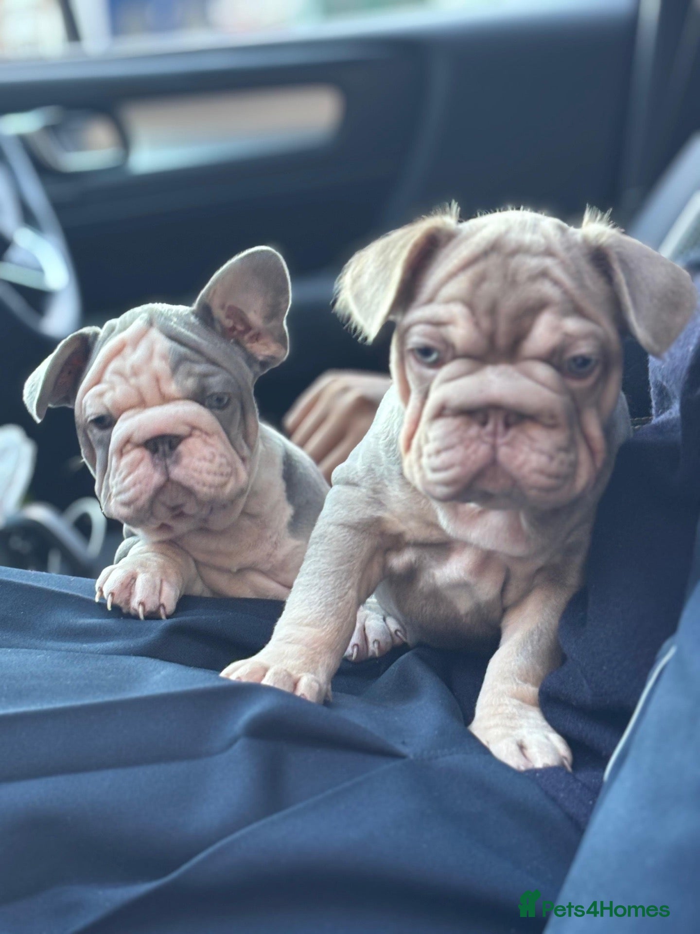 French Bulldog dogs Ready to go! Top quality French bulldogs  - Advert 11