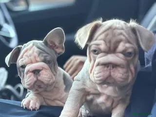 French Bulldog dogs Ready to go! Top quality French bulldogs - Advert 11