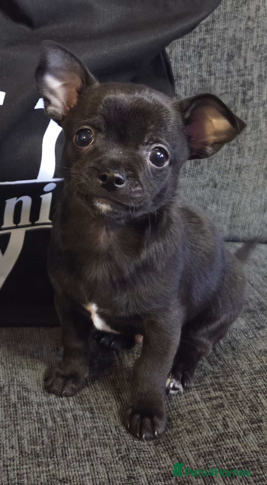 Chihuahua dogs for sale: Chihuahua puppy - Advert 1