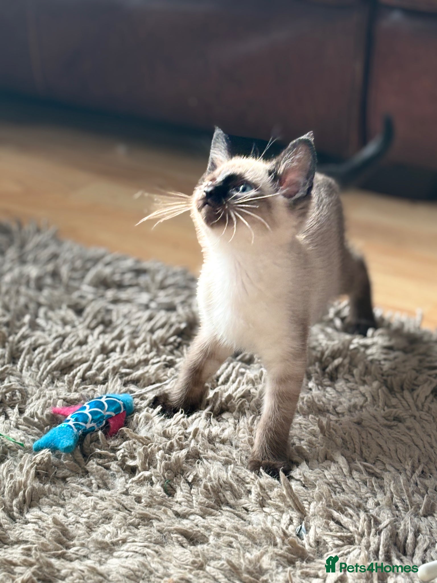 Siamese cats for sale: Stunning Siamese kittens  - Advert 2