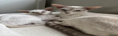 Siamese Kitten 4