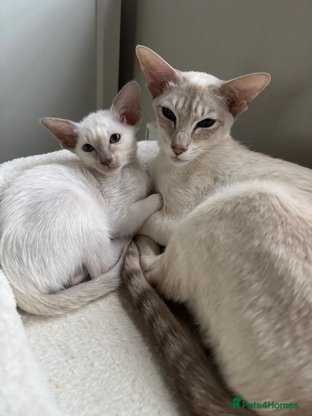 Siamese cats for sale: GCCF registered Siamese kittens - Advert 2