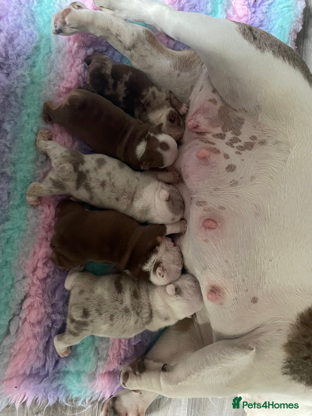 English Bulldog dogs for sale: Stunning English Bulldog Puppies in Wakefield - Image 30