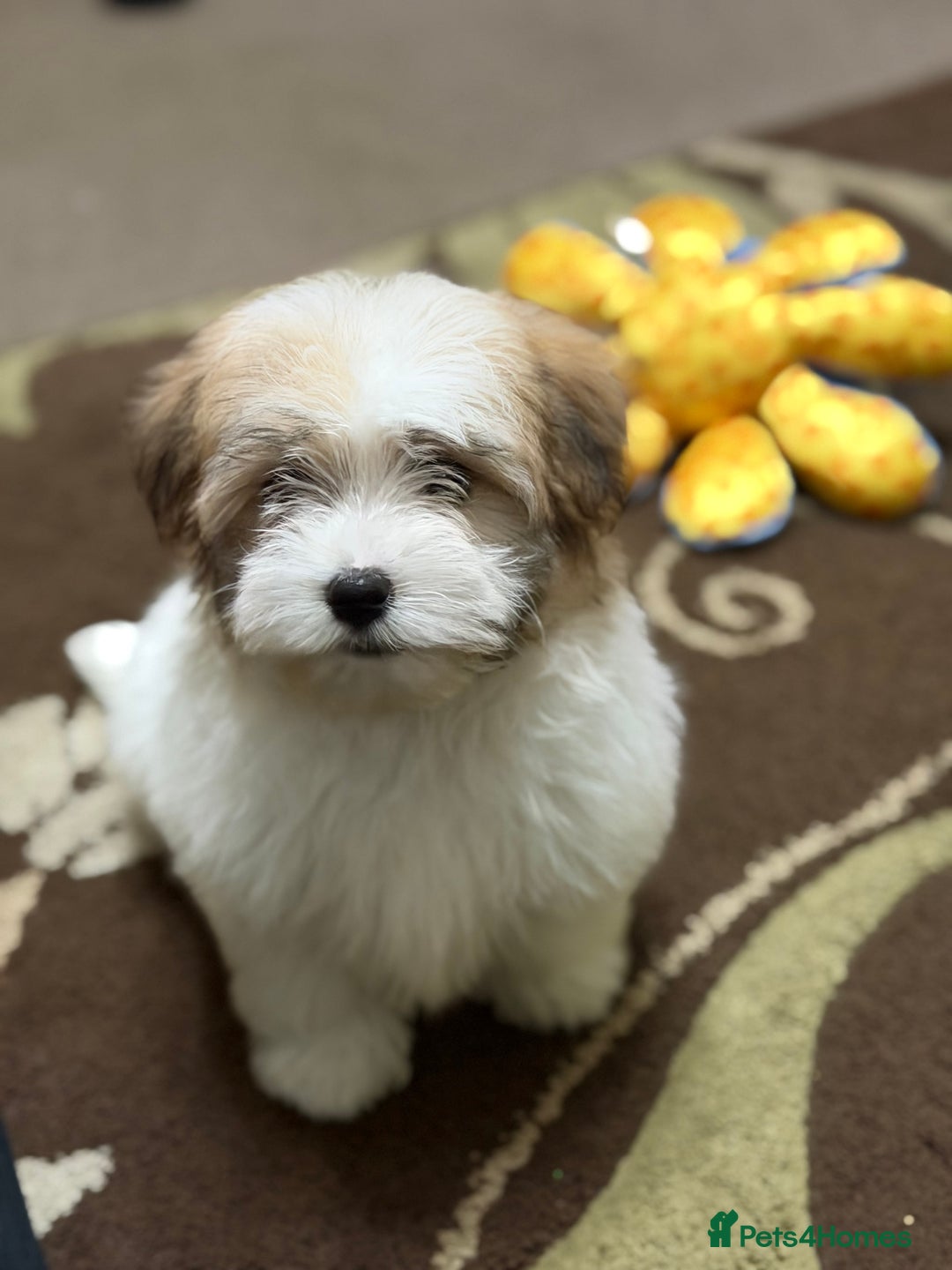 Havanese dogs for sale: ***Amazing Havanese Puppies *** - Advert 5