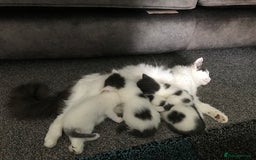 Mixed Breed cats for sale: Cheryl  - Image 8