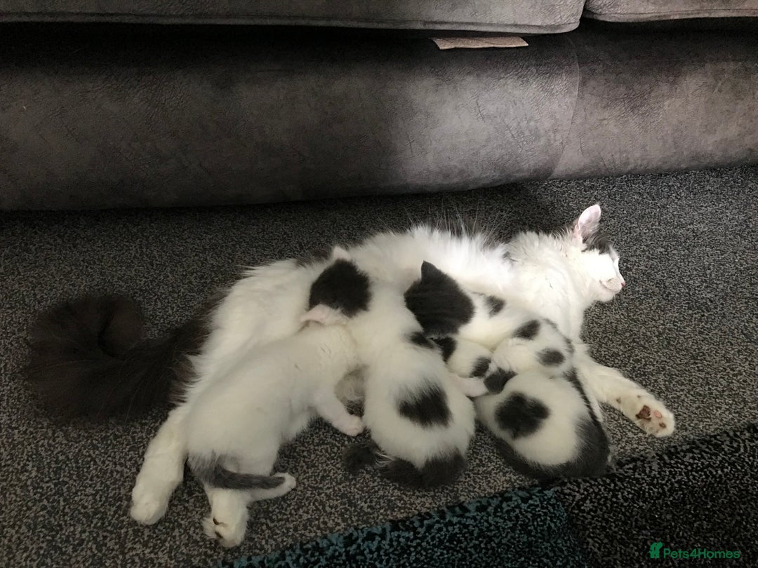 Mixed Breed cats for sale: Cheryl  - Image 8