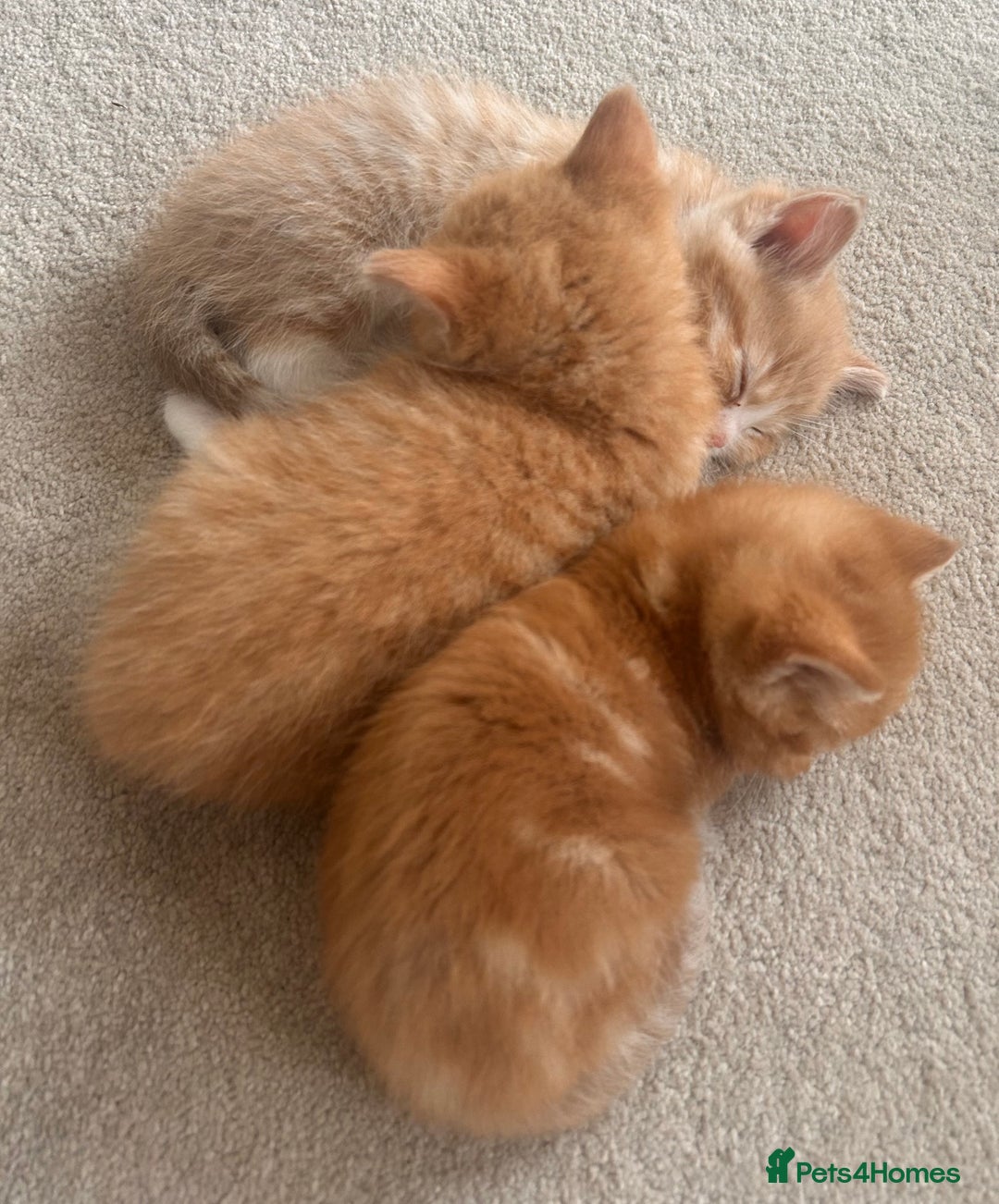Mixed Breed cats for sale: 3 Ginger Male Kittens in Crawley - Image 1