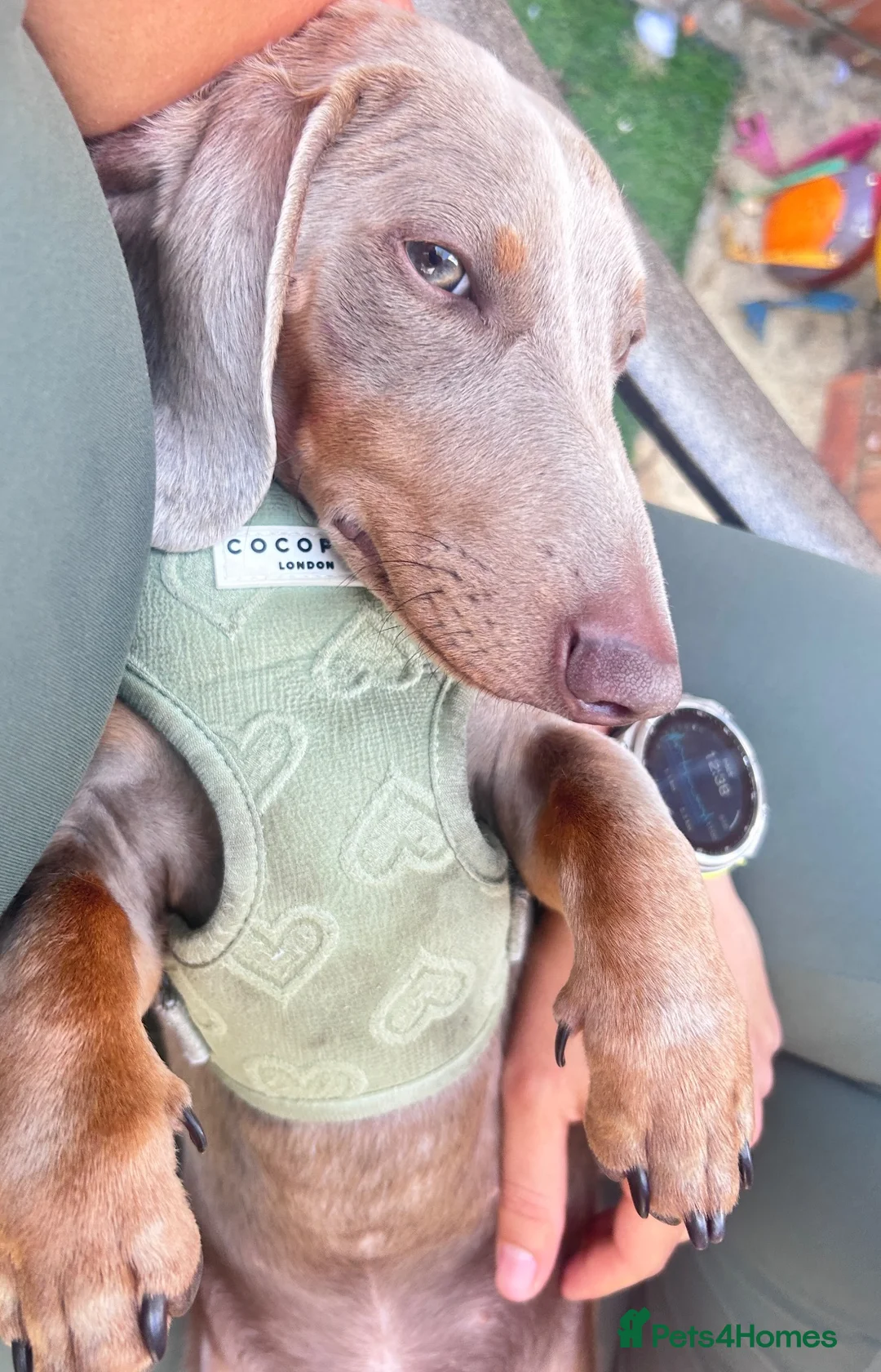 Miniature Dachshund dogs for sale: Milo sweet and cuddly boy  in South Croydon - Advert 7