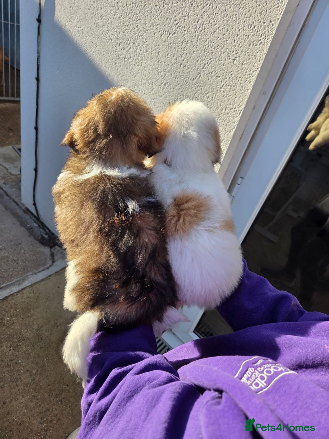 Lhasa Apso dogs for sale: Lhasa Apso Puppies - Advert 5