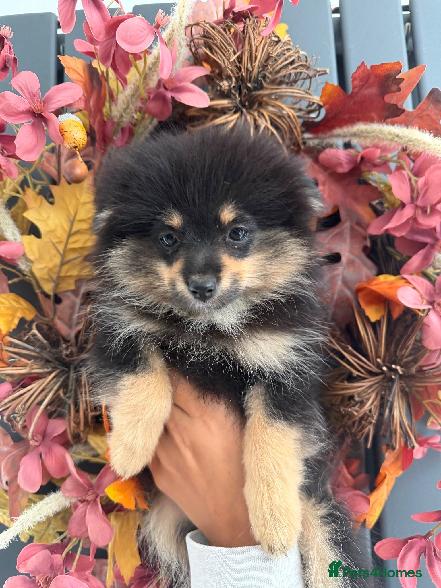 Pomeranian dogs REDUCED!! Champion bloodlines KC  Pomeranians - Advert 2