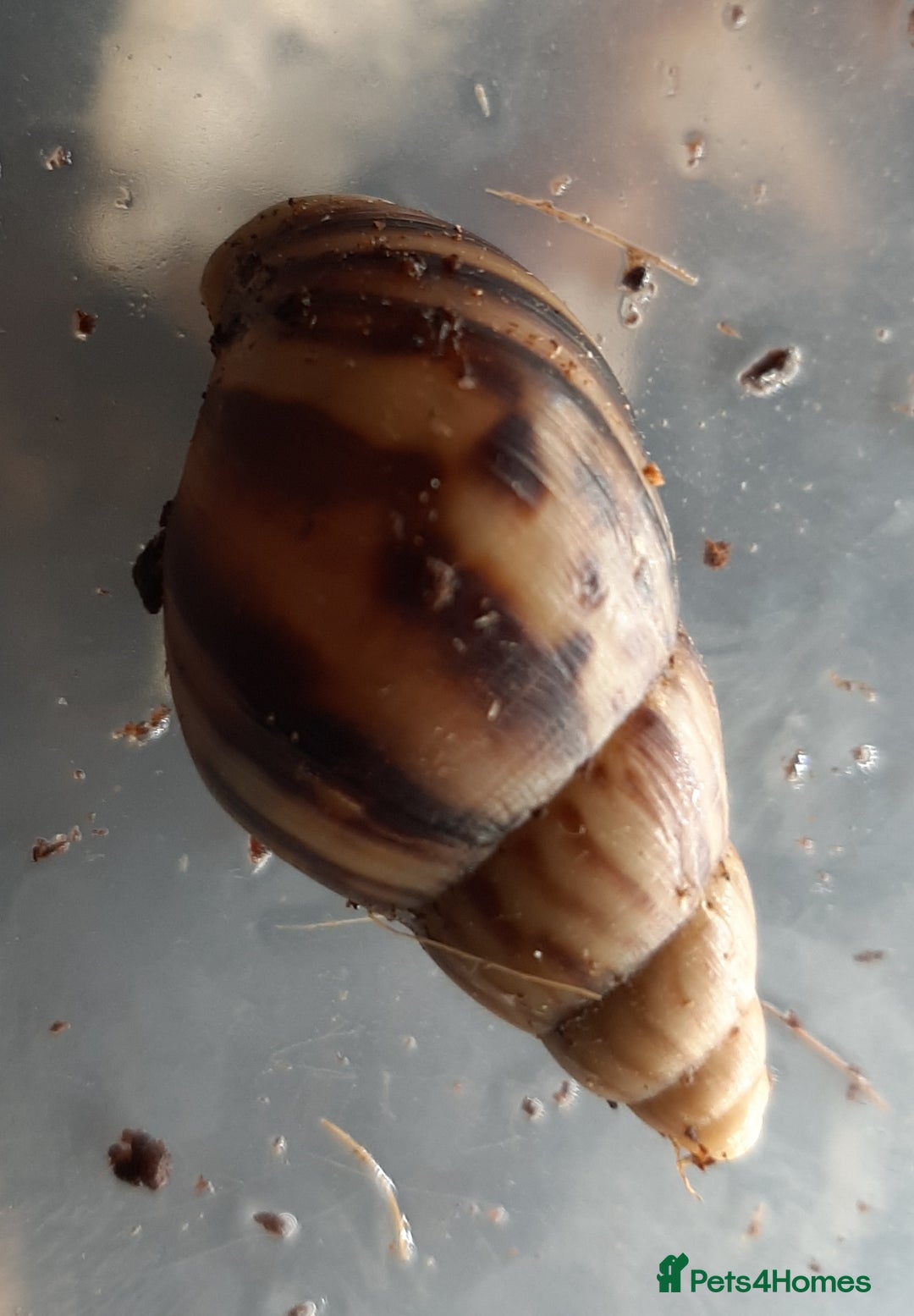 Snails invertebrates for sale: Giant African land snails (Achatina  fulica) - Image 12
