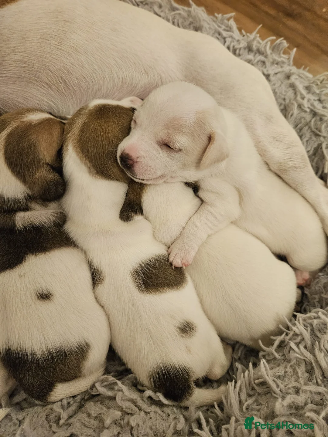 Jack Russell dogs for stud: Handsome Tan miniature Jack Russell for stud in Hemel Hempstead - Advert 16