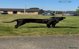 Mixed Breed dogs for sale: Beautiful rocco - Image 4