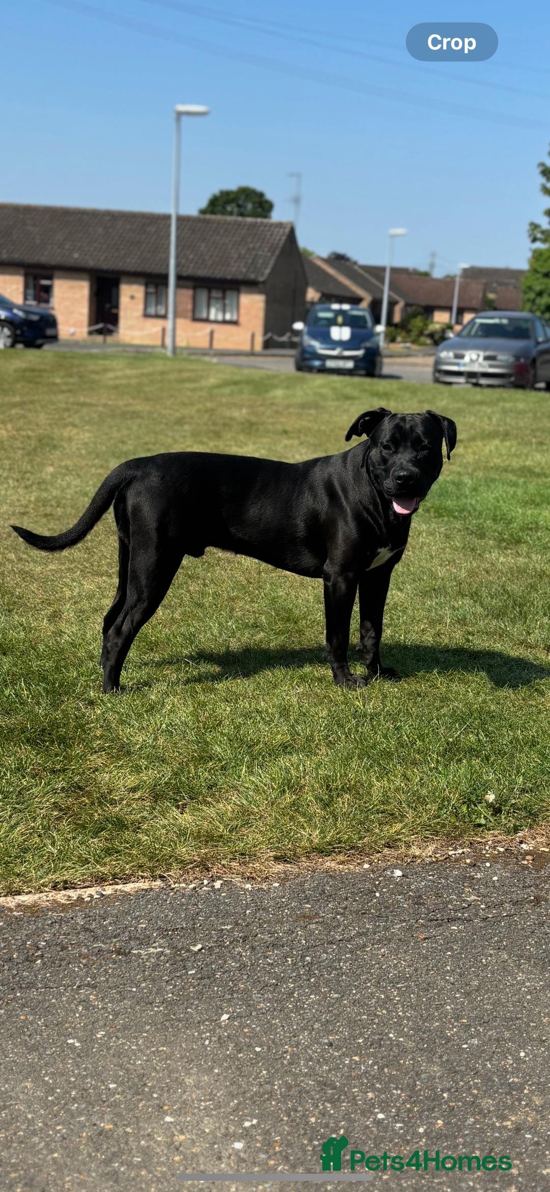 Mixed Breed dogs for sale: Beautiful rocco - Image 4