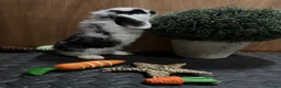 Mini Lop rabbits for sale: Minilop babies (2 girls & 2 boys)  - Advert 29