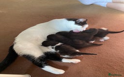 British Shorthair cats for sale: Kittens for sale !! Loving and playful  - Image 17