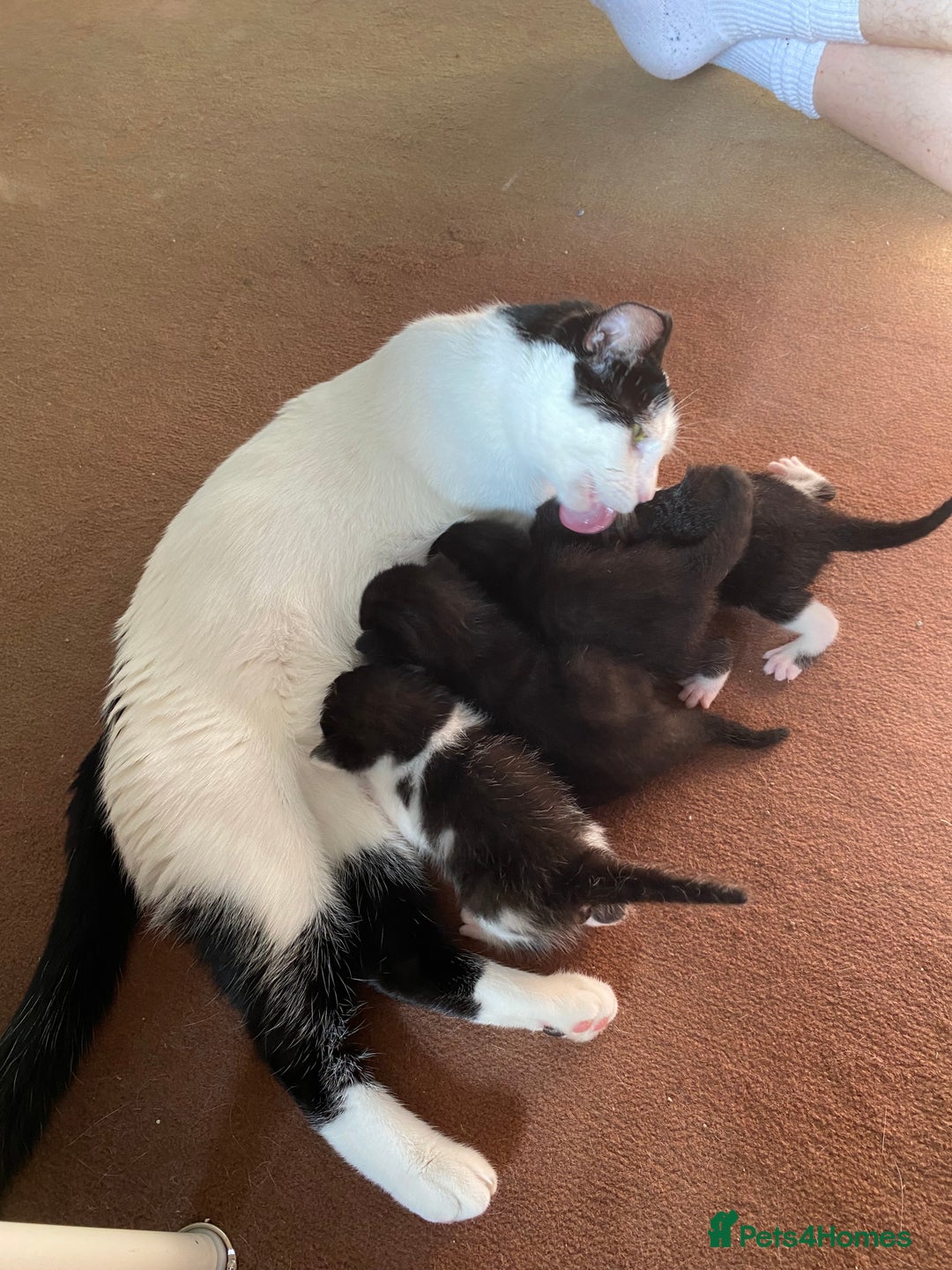 British Shorthair cats for sale: Kittens for sale !! Loving and playful  - Image 17