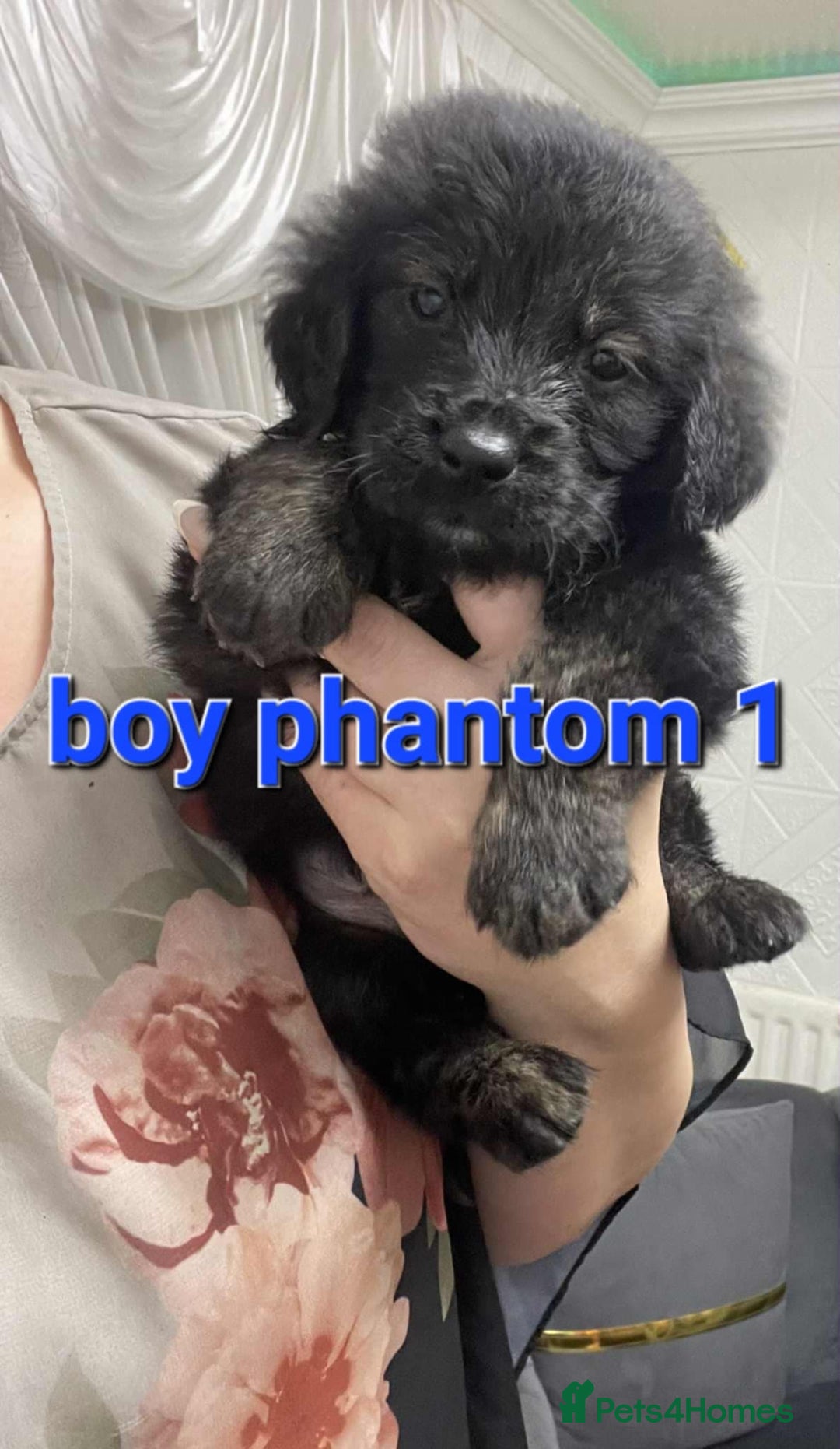 Goldendoodle dogs for sale: 🥰READY NOW GOLDENDOODLES🥰 - Image 6