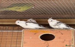 Cockatiels birds for sale: 2 male cockatiels  - Image 1