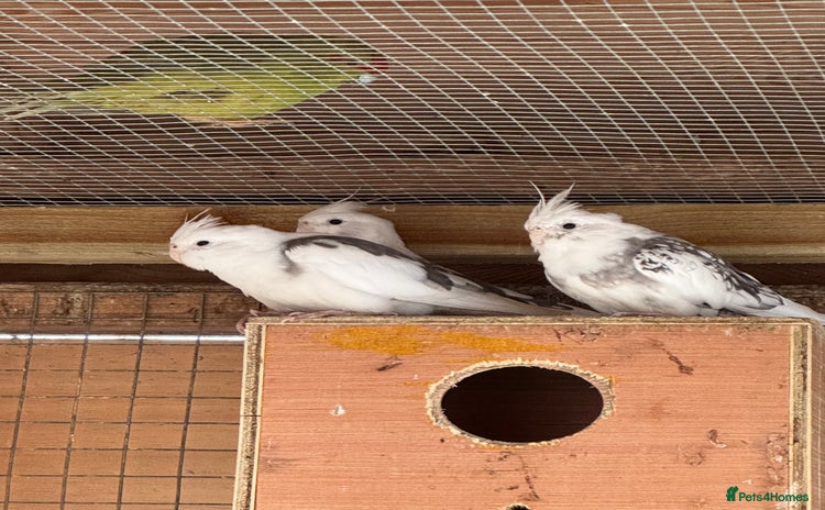 Cockatiels birds - Advert 1