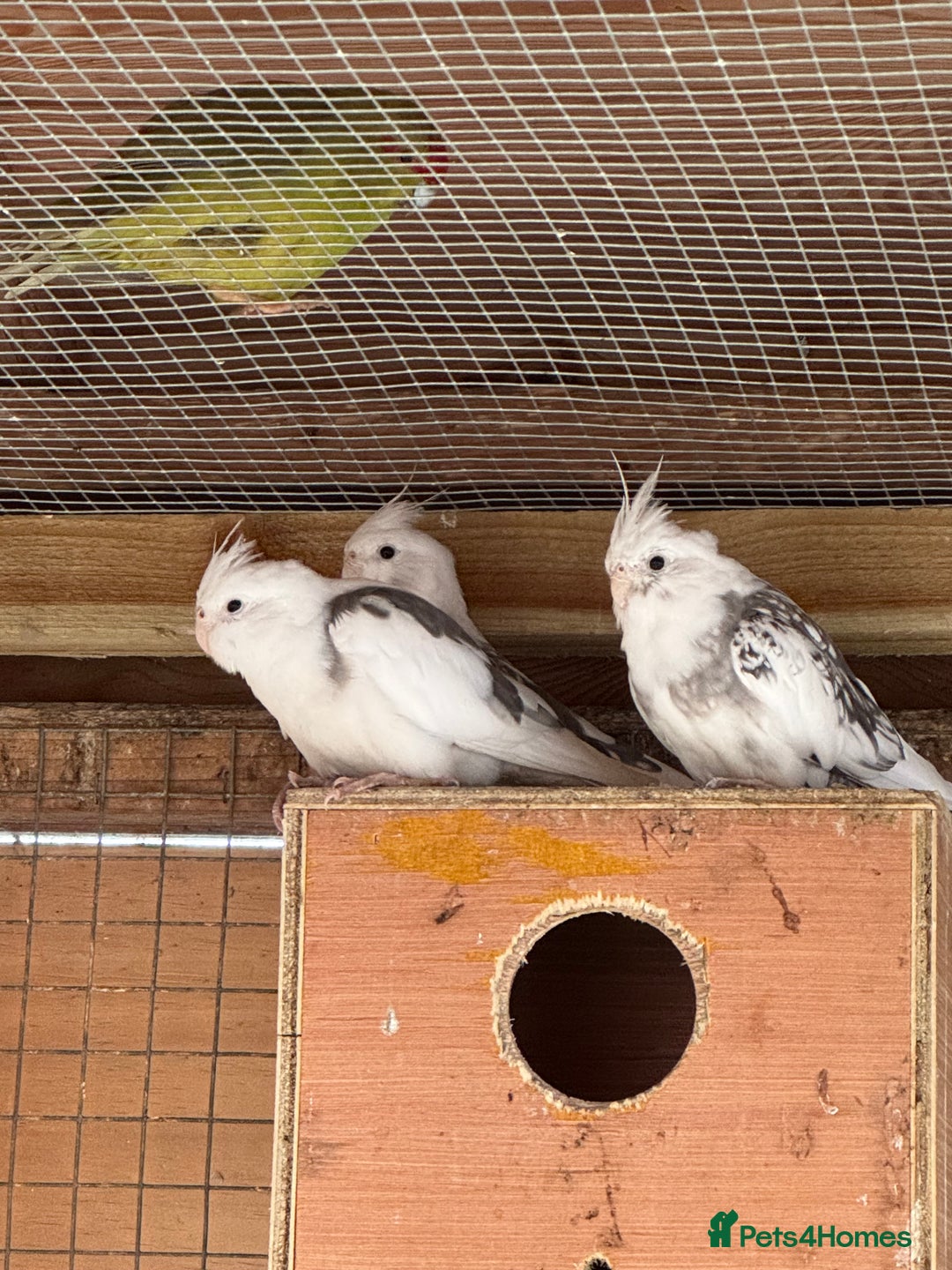 Cockatiels birds for sale: 2 male cockatiels  - Image 1