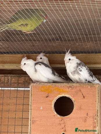 Cockatiels birds - Advert 11