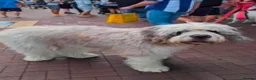 Saint Bernard dogs for sale: St Bernard x old English puppies  - Advert 9