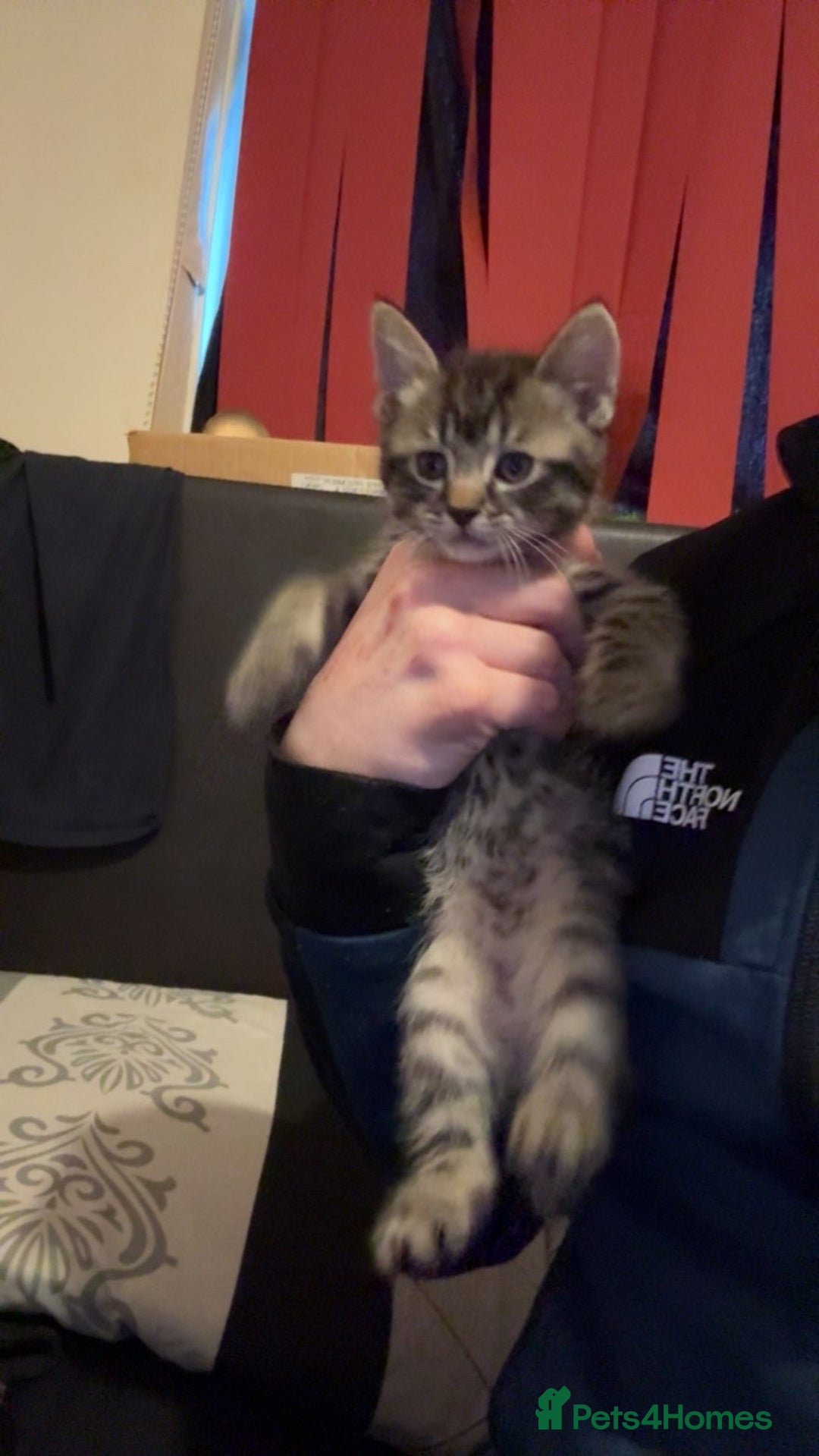 Mixed Breed cats for sale: 3 kittens for sale(1male/2female) - Advert 5