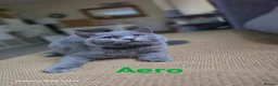 British Shorthair cats for sale: Beautiful GCCF BSH Kittens – Loving Forever Homes - Advert 14