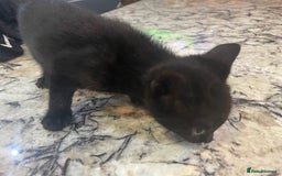 British Shorthair cats for sale: 2 Gorgous Black Kittens 1 Male 1 Female - Image 3