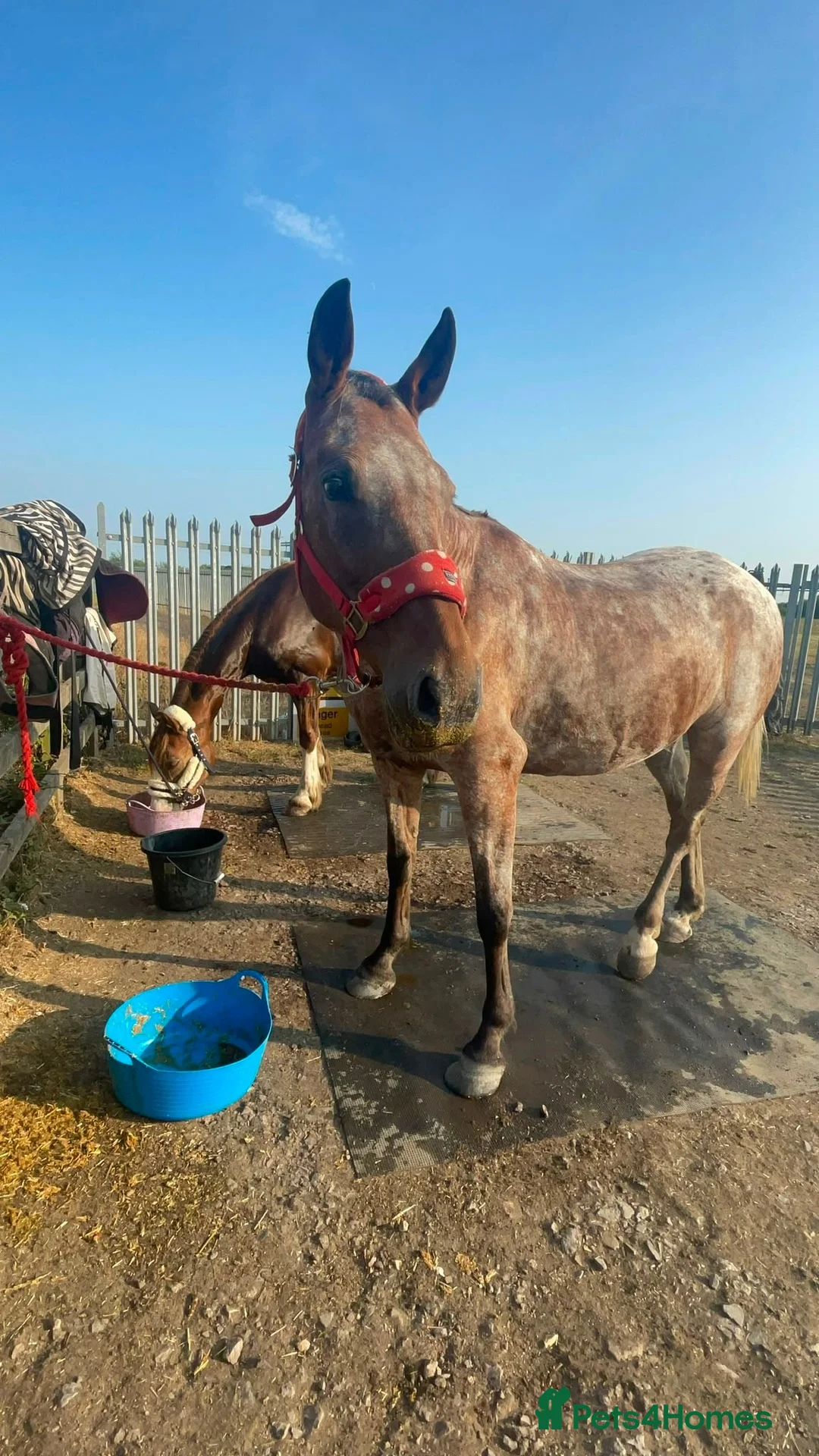 Appaloosa horses for sale: 15.3 Appaloosa mare - Advert 2
