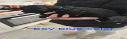 Cockapoo dogs for sale: 4 f2 cockapoos  - Advert 10