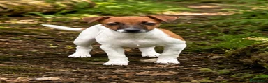Jack Russell 1